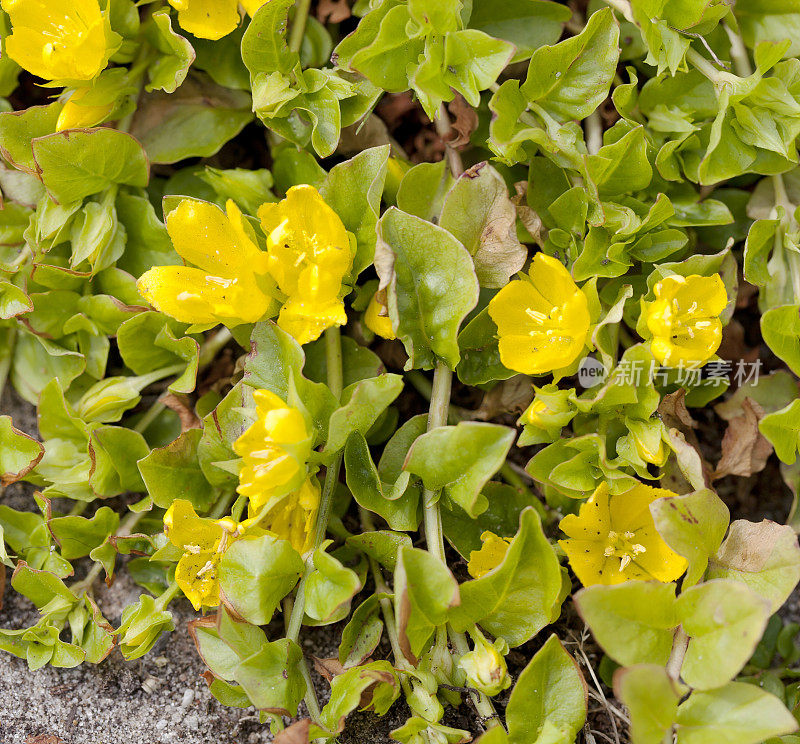 Moneywort, creepjenny (Lysimachia nummularia)